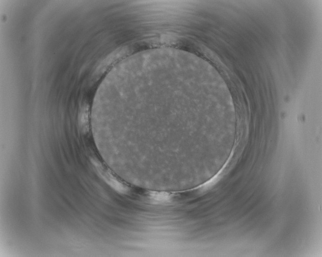 X0000085230144200704092007