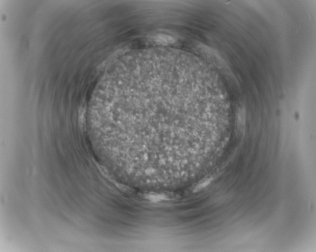 X0000085230177200704092007