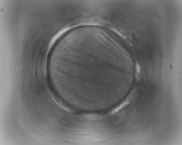 X0000085230200200704092006
