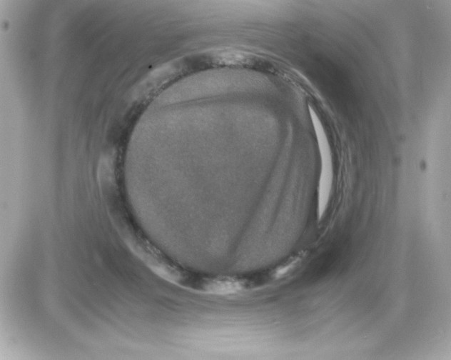 X0000085230217200704092006