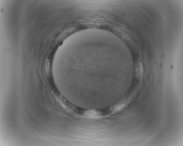 X0000085230231200704092006