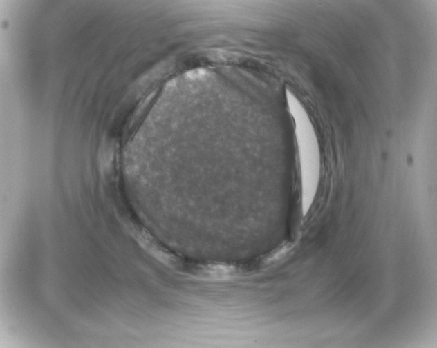 X0000085230233200704092006