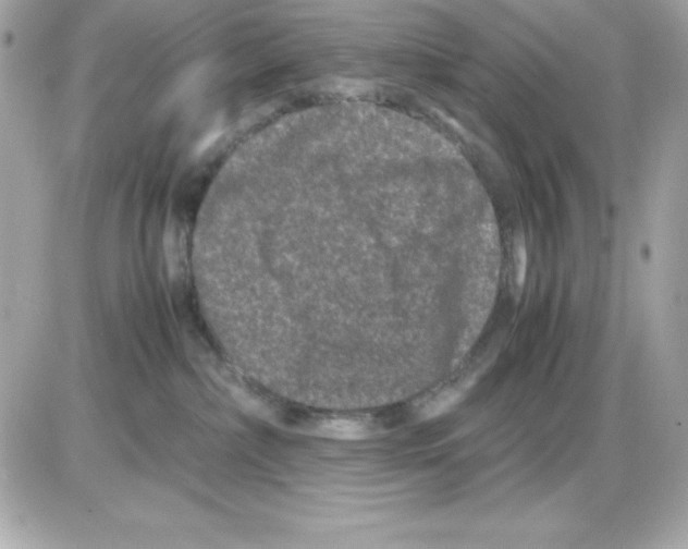 X0000085230236200704092006