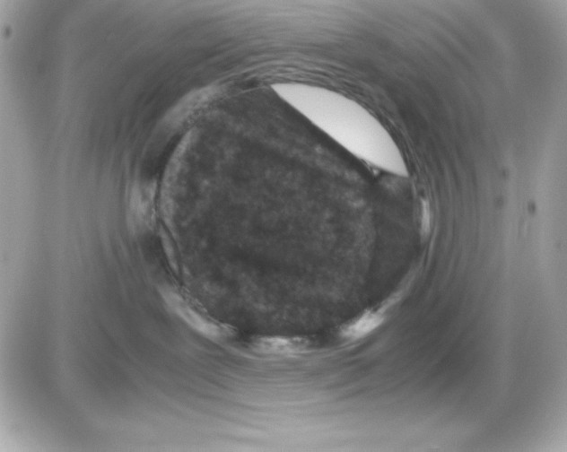 X0000085230239200704092005