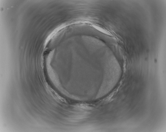 X0000085230244200704092005