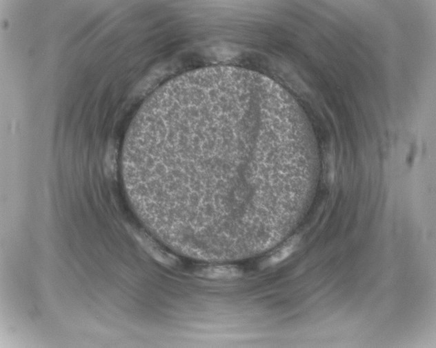 X0000085230274200704092005