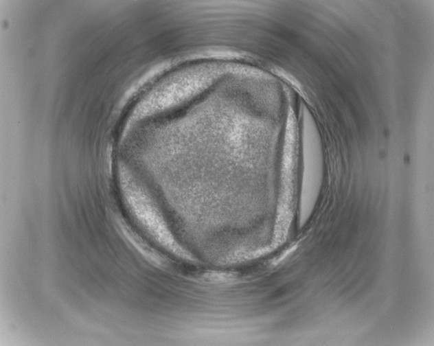 X0000085230350200704092003