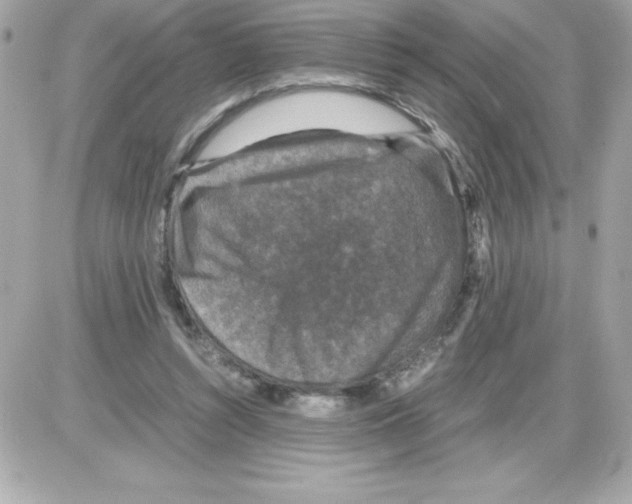 X0000085230352200704092003