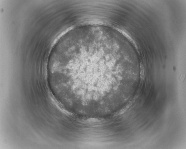 X0000085230390200704092003