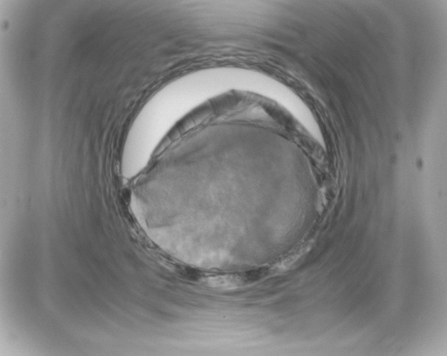 X0000085230417200704092002