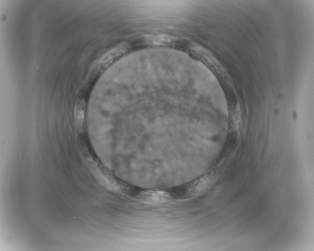 X0000085230427200704092002