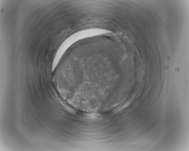 X0000085230432200704092002