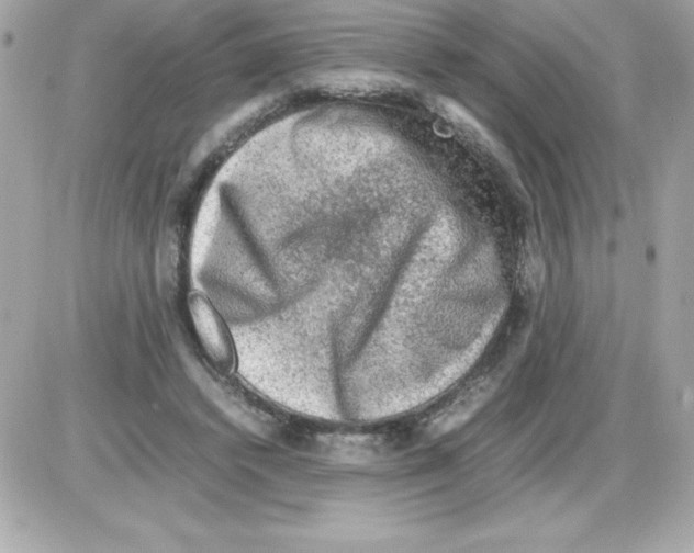 X0000085230448200704092002