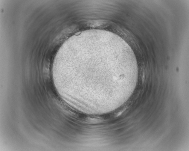 X0000085230510200704092001