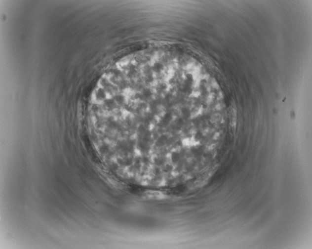 X0000085230519200704092001