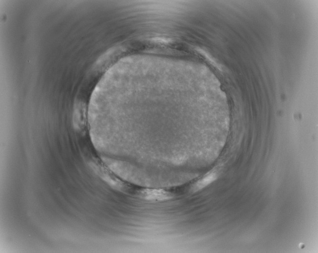X0000085230528200704092000