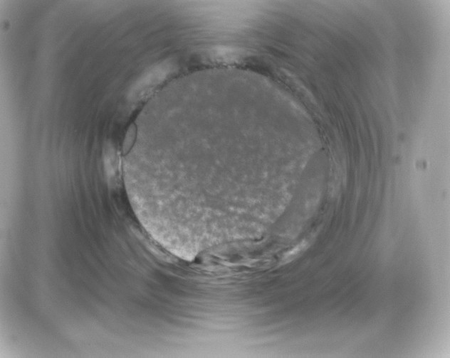 X0000085230624200704091959