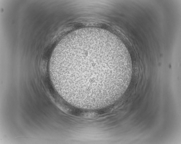 X0000085230695200704091958