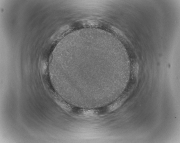 X0000085230709200704091957
