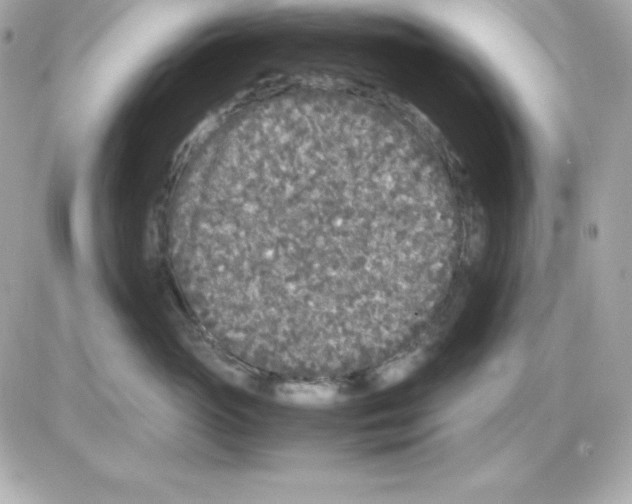 X0000085230765200704091957