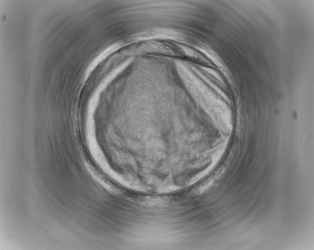 X0000085230850200704091955