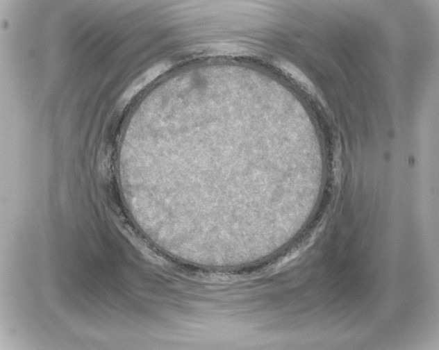 X0000085230873200704091955