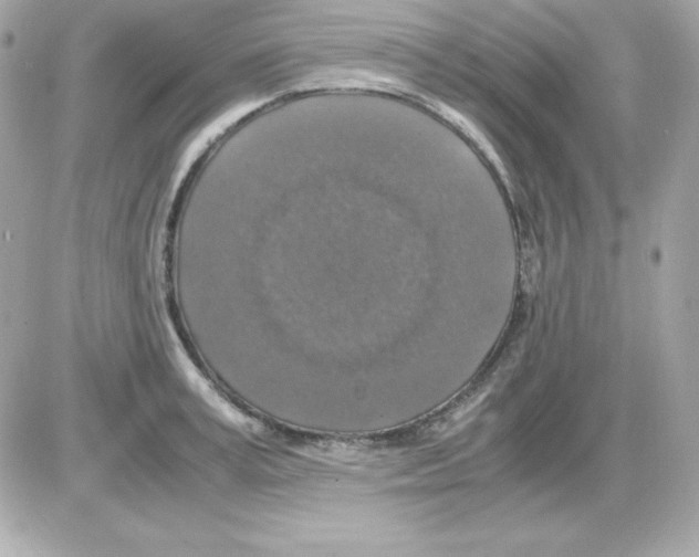 X0000085230995200704091953