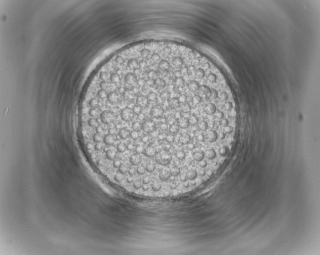 X0000085231040200704091952