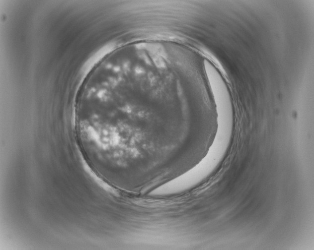 X0000085231095200704091951