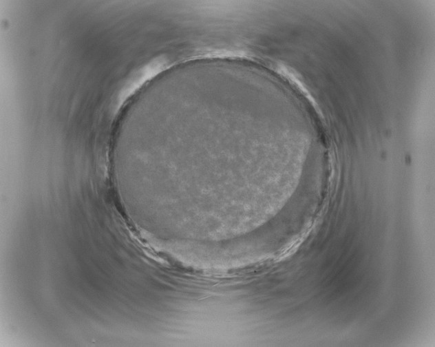 X0000085231165200704091950