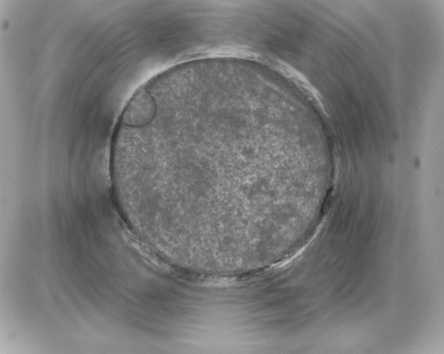 X0000085231174200704091950