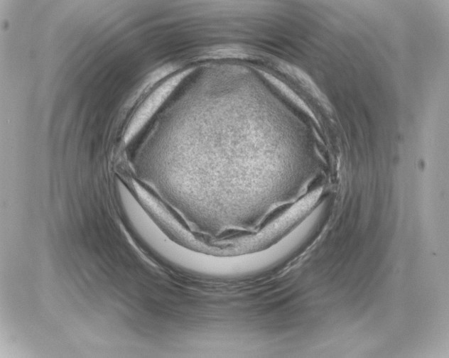 X0000085231225200704091949