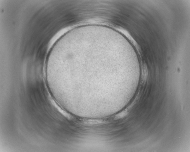X0000085231294200704091948
