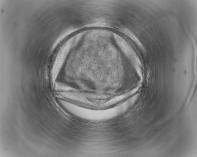 X0000085231356200704091947