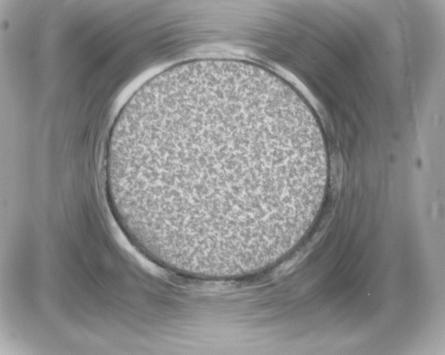 X0000085231387200704091946