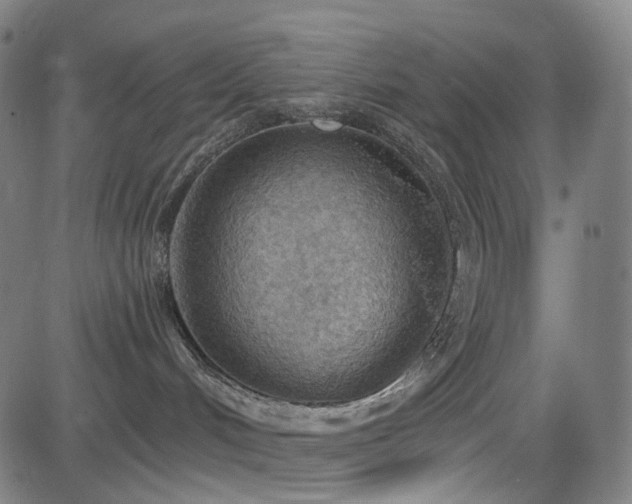 X0000085240048200703091228
