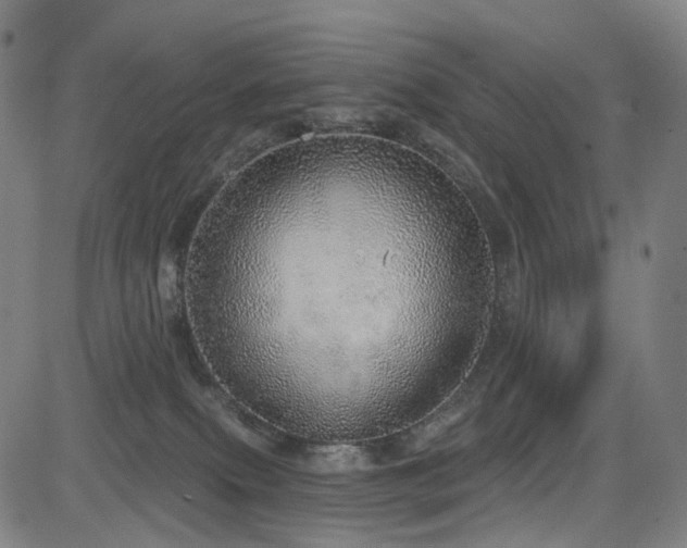 X0000085240087200703091228