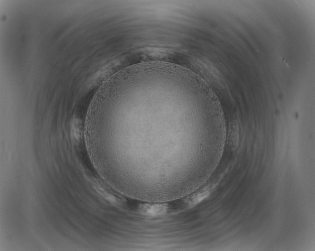 X0000085240135200703091226