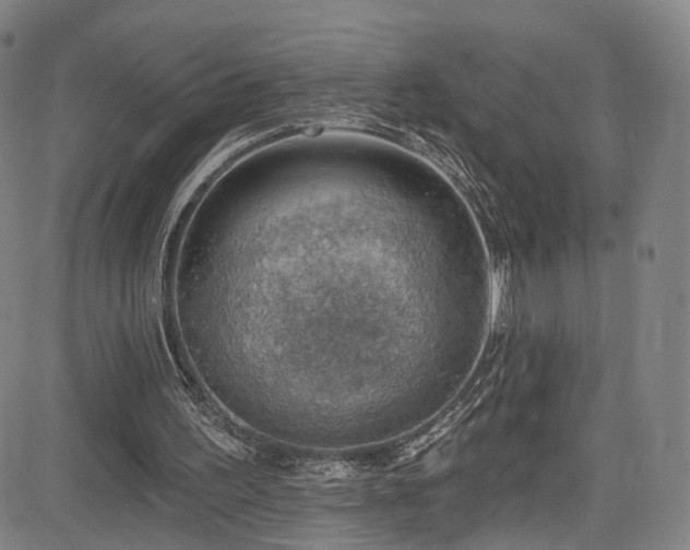 X0000085240195200703091225