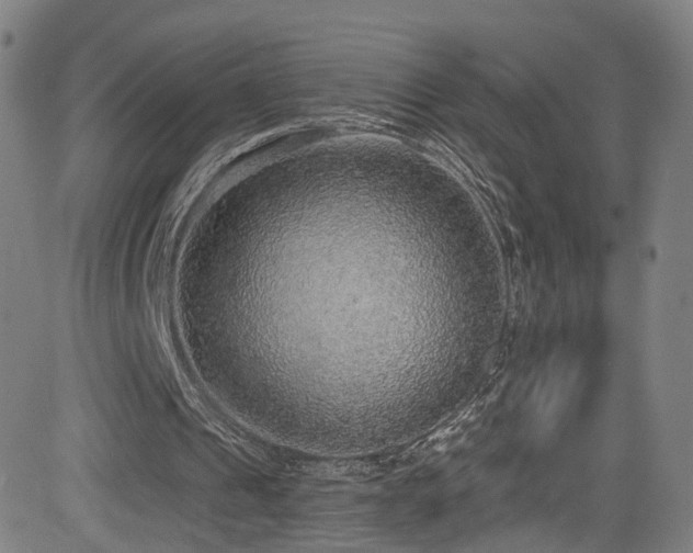 X0000085240241200703091224