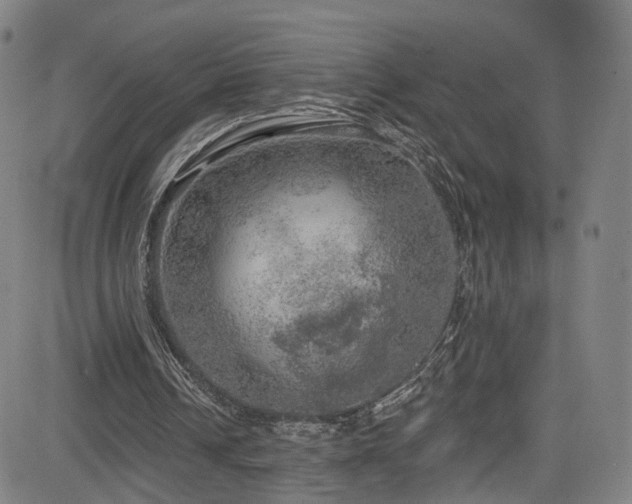 X0000085240242200703091224