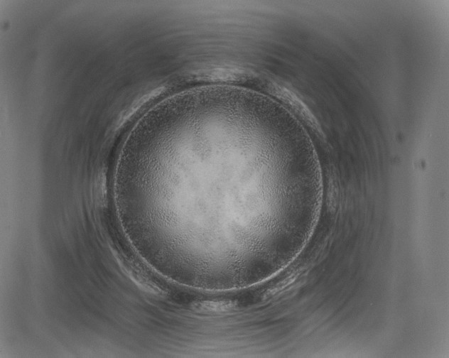 X0000085240251200703091224