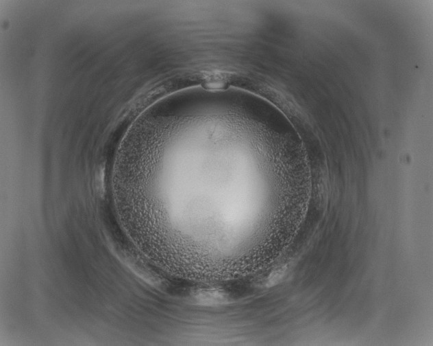 X0000085240262200703091224