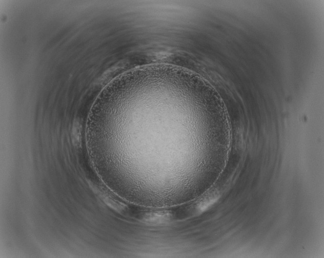 X0000085240274200703091224
