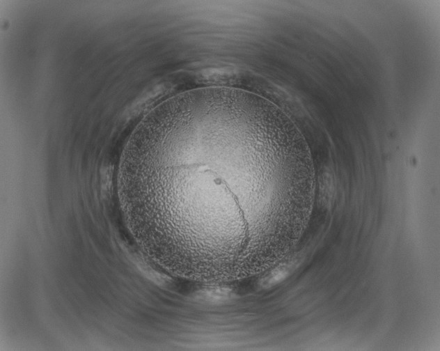 X0000085240278200703091224