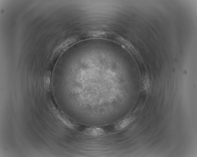 X0000085240427200703091222