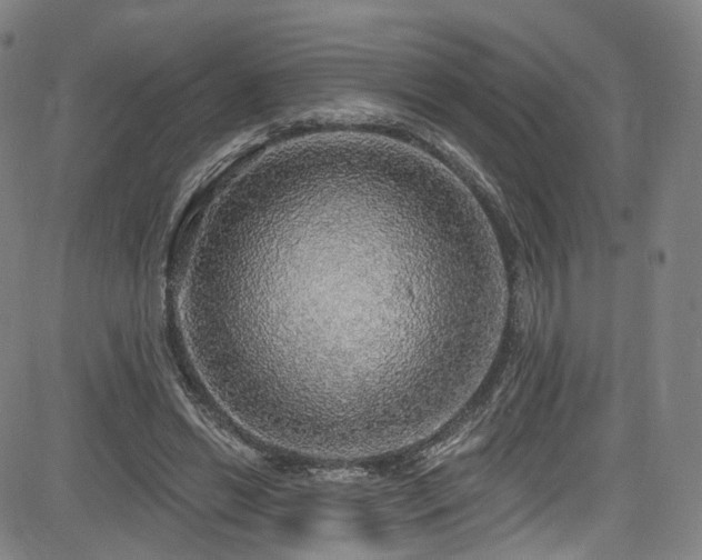 X0000085240446200703091221