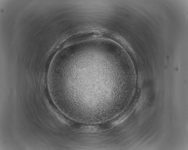 X0000085240449200703091221