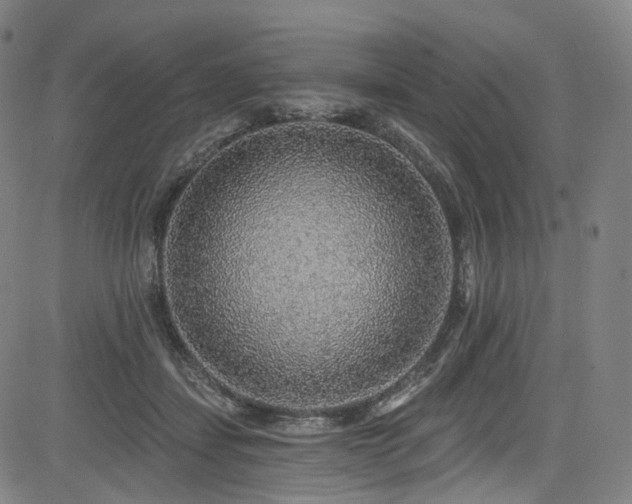 X0000085240459200703091221