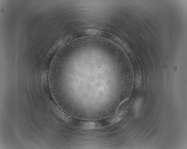 X0000085240473200703091221